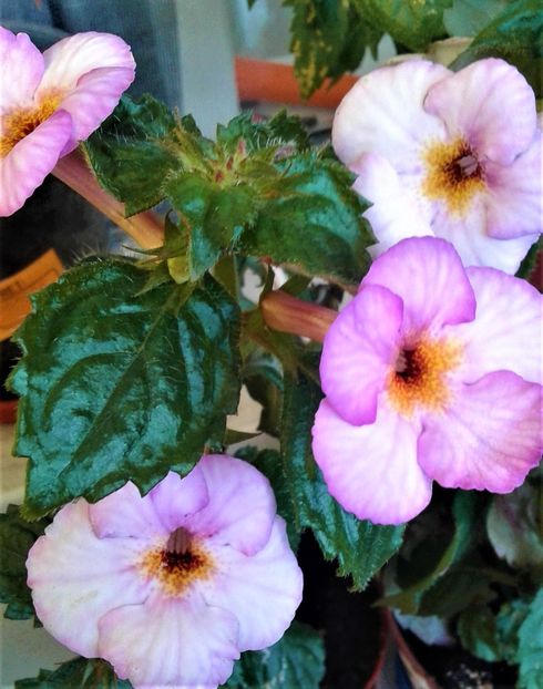  - Frumosi mei achi astazi