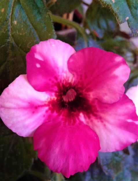  - Frumosi mei achi astazi