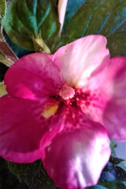  - Frumosi mei achi astazi