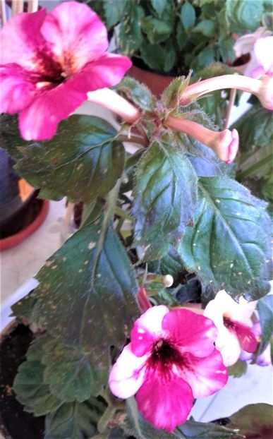  - Frumosi mei achi astazi