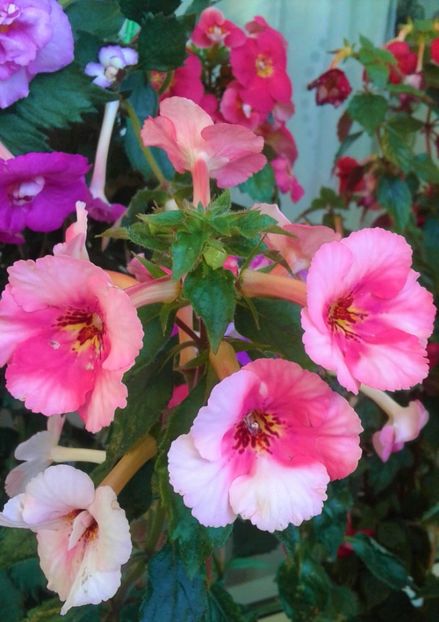  - Frumosi mei achi astazi