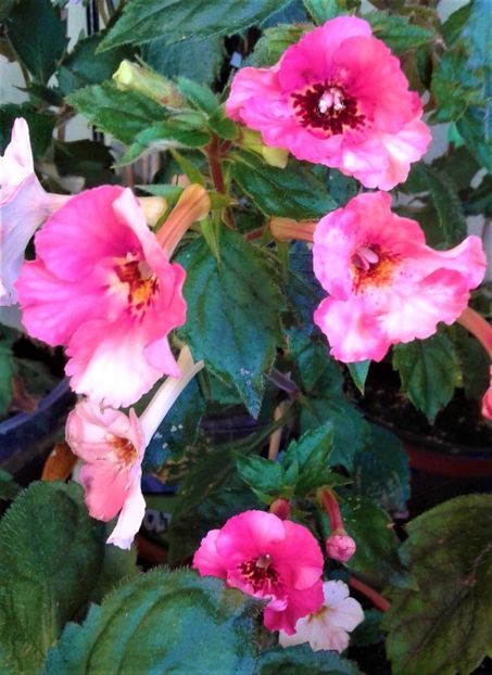  - Frumosi mei achi astazi