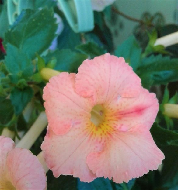  - Frumosi mei achi astazi