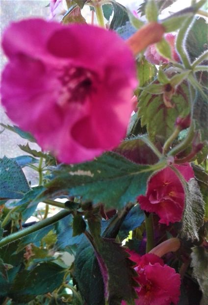  - Frumosi mei achi astazi