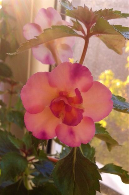  - Frumosi mei achi astazi