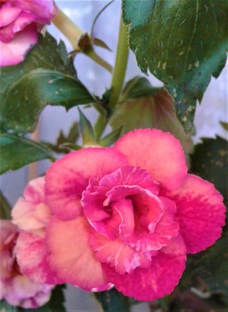  - Frumosi mei achi astazi