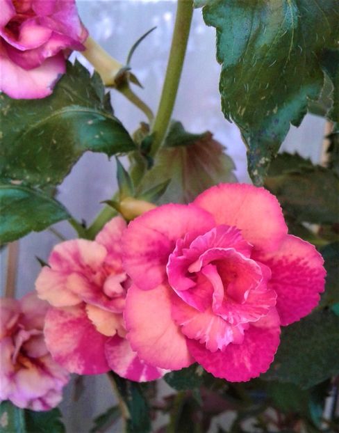  - Frumosi mei achi astazi