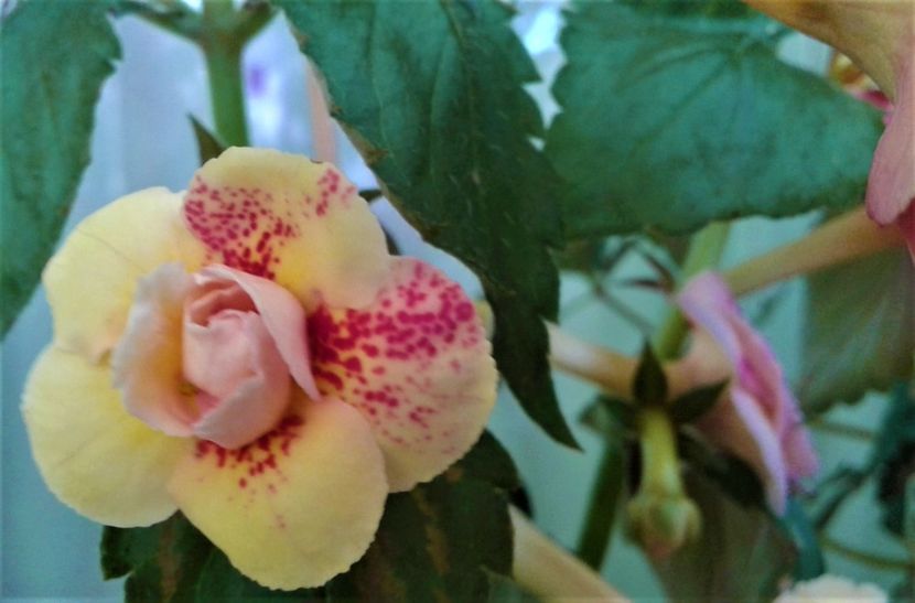  - Frumosi mei achi astazi