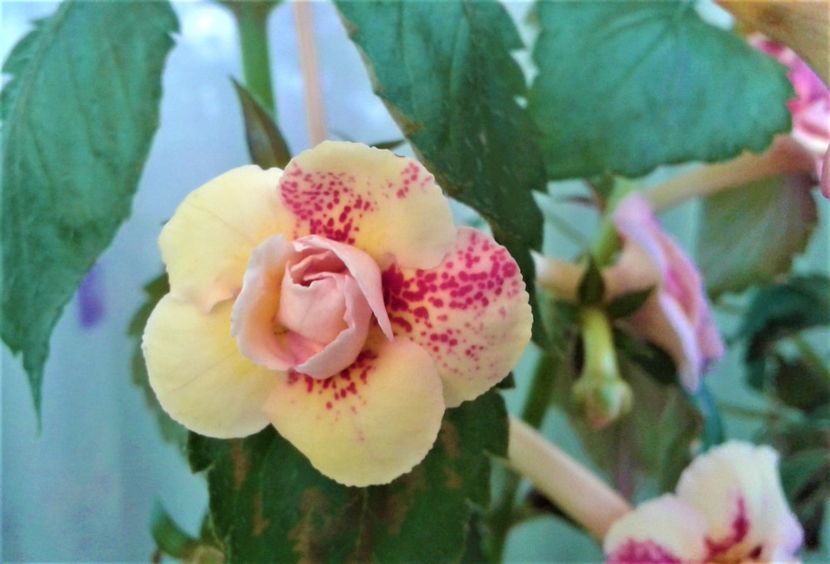  - Frumosi mei achi astazi