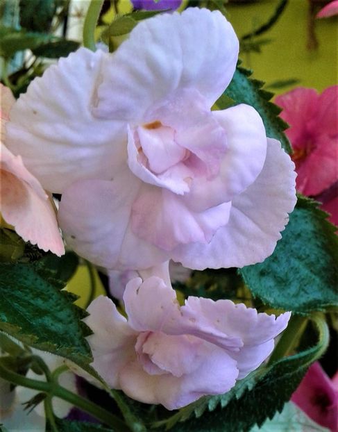  - Frumosi mei achi astazi