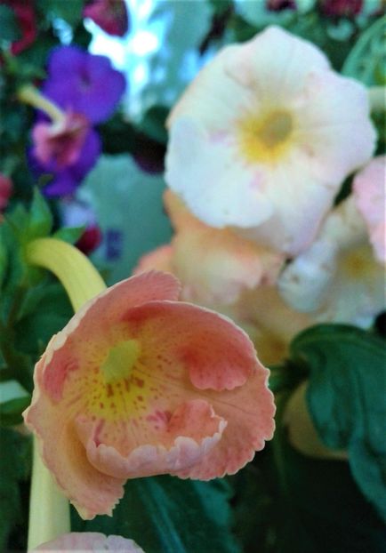  - Frumosi mei achi astazi