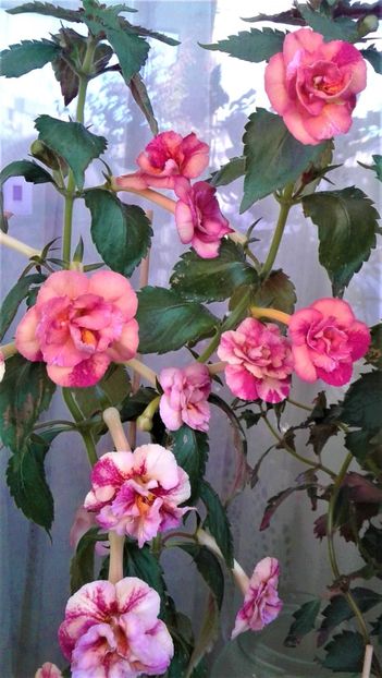  - Frumosi mei achi astazi