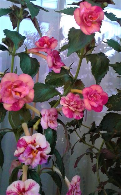  - Frumosi mei achi astazi