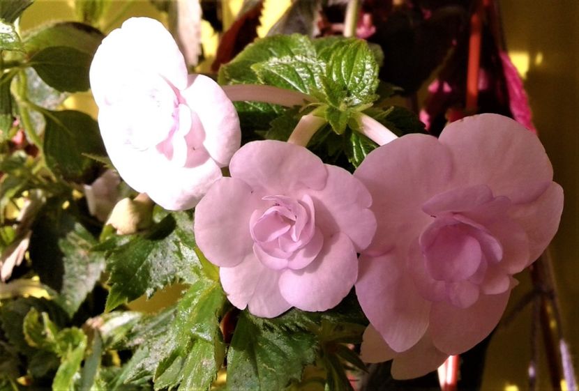  - Frumosi mei achi astazi