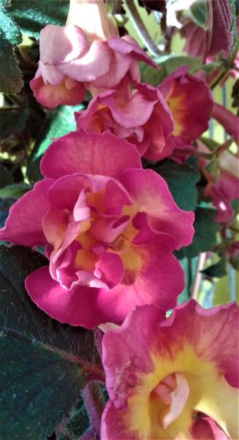  - Frumosi mei achi astazi