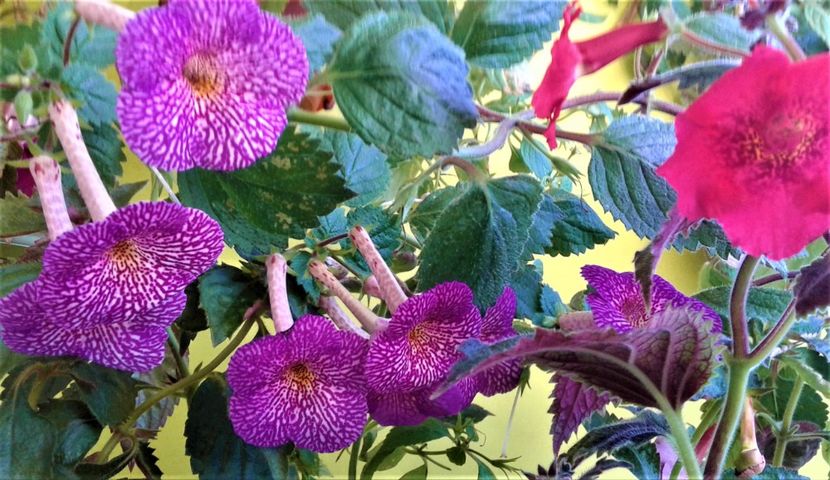  - Frumosi mei achi astazi