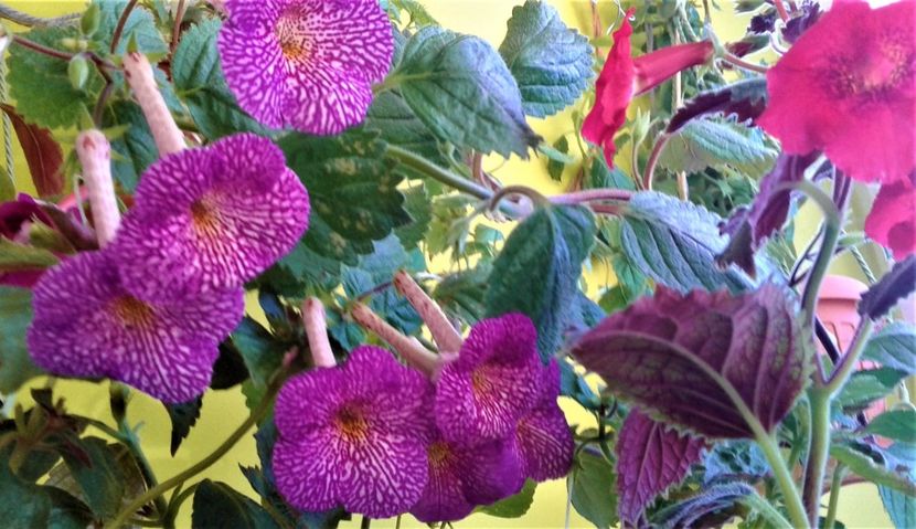  - Frumosi mei achi astazi