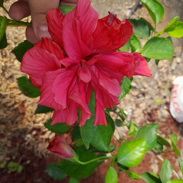 01.10.2022 - HIBISCUSI 2022-5