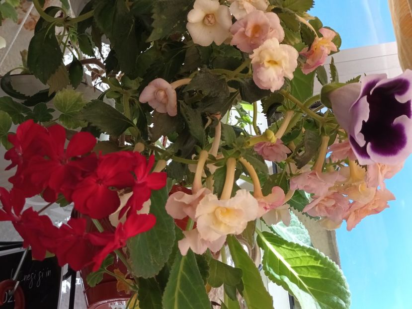  - Linişte şi flori