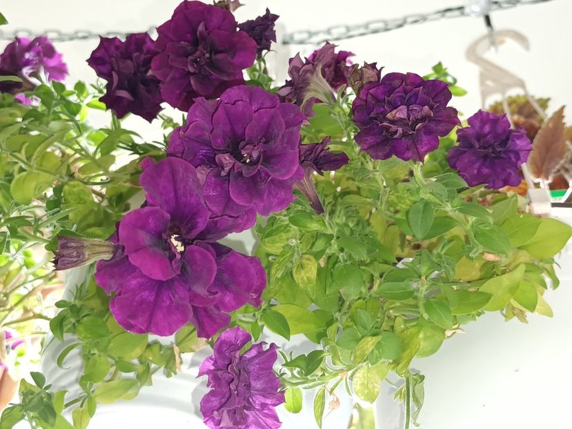  - Linişte şi flori