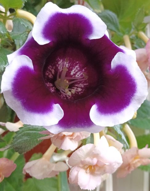  - Linişte şi flori