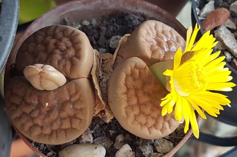Lithops-o noua inflorire in 2022 - Lithops 2022-2023