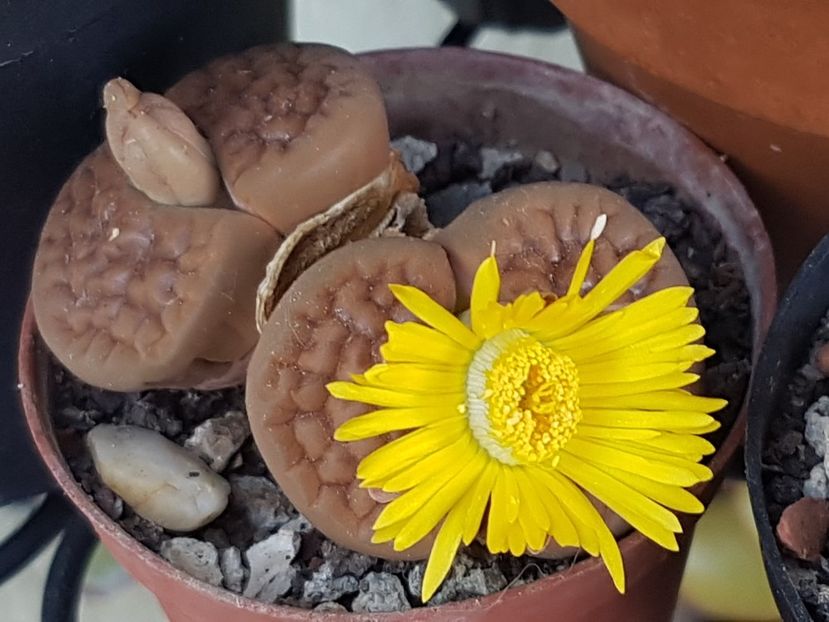  - Lithops 2022-2023