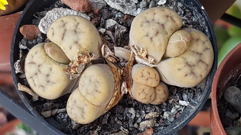 Aici avem si urmasi - Lithops 2022-2023