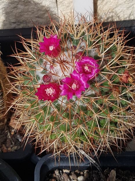 Flori de toamna - Mammillaria