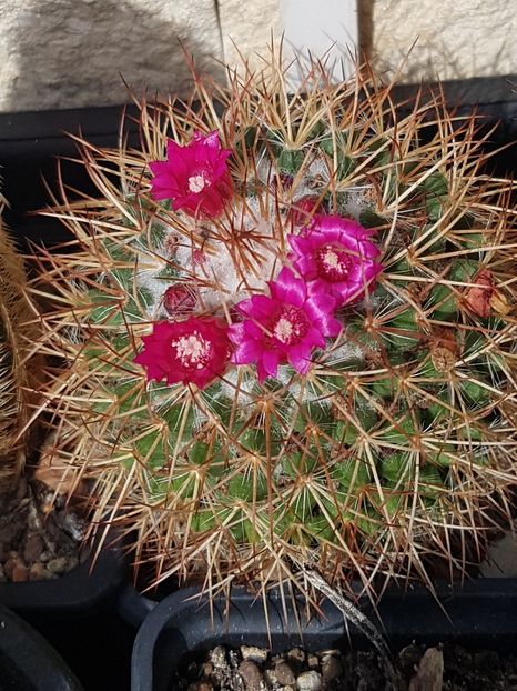 Flori de toamna - Mammillaria