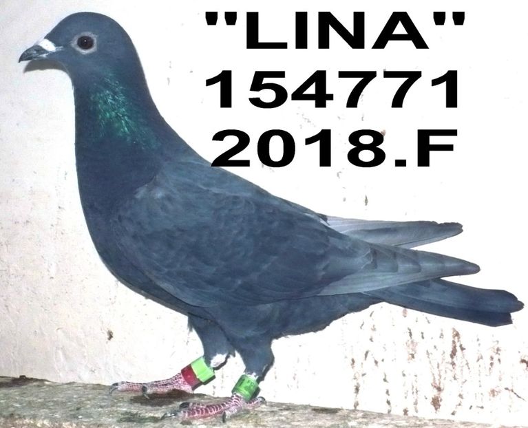 2018.154771.+F - Copy (3) - 2 MATCA 2023