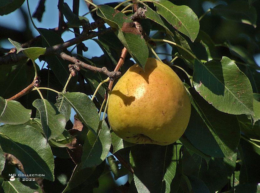 w-Para-Pear - FRUCTE-FRUITS