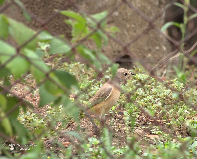 w-Presura de gradina 01.jpg - PASARI - BIRDS