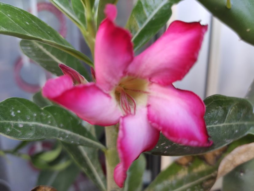  - Adenium - Trandafirul desertului