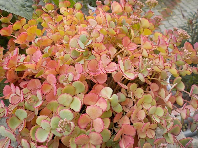  - sedum sieboldii