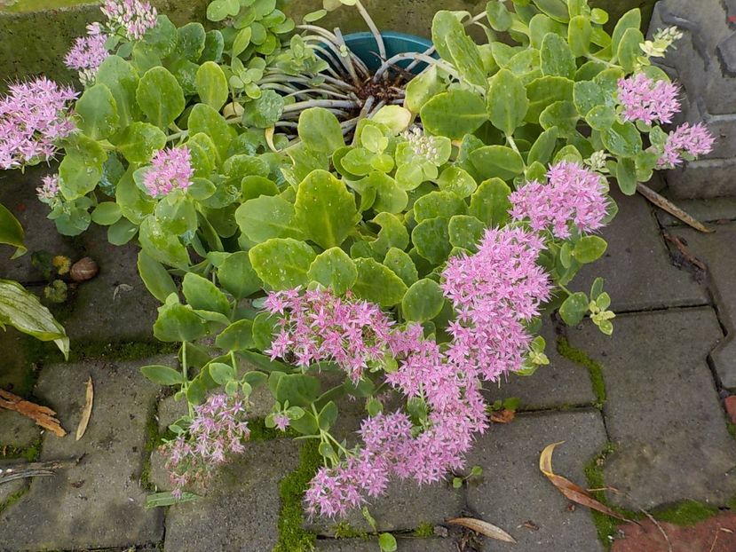  - sedum spectabiles brilliant