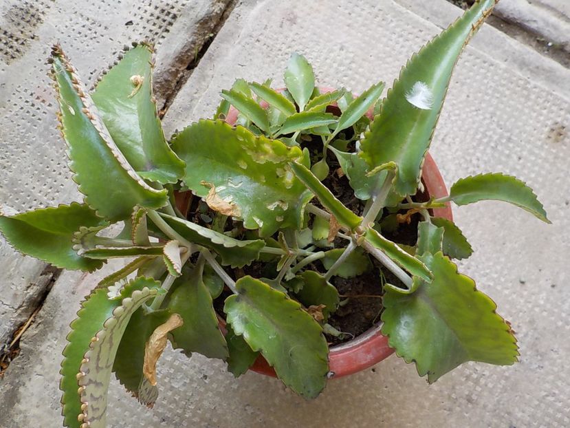  - kalanchoe daigremoniana