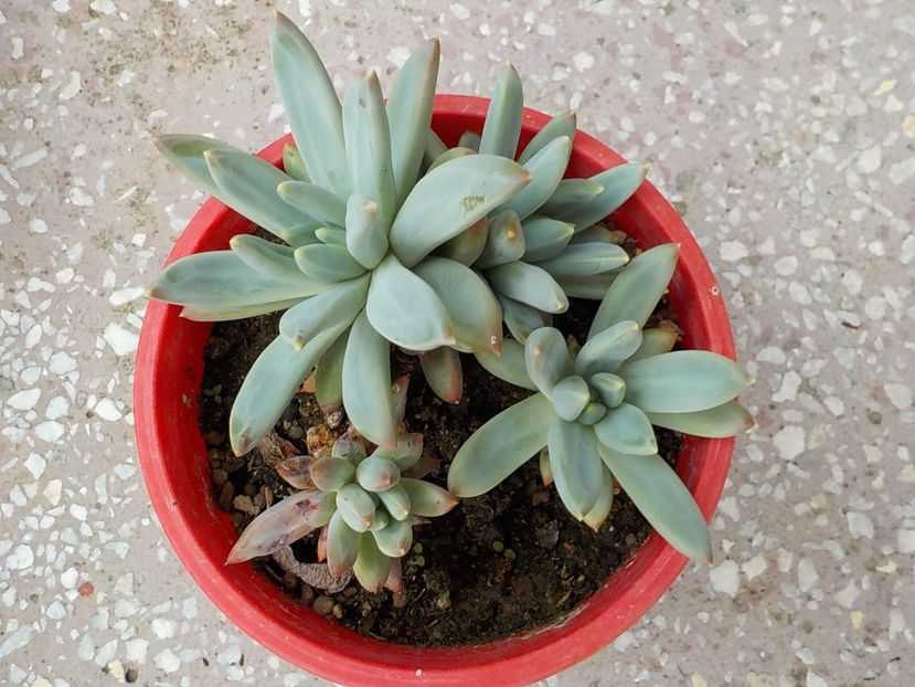  - echeveria tolimanensis 2019