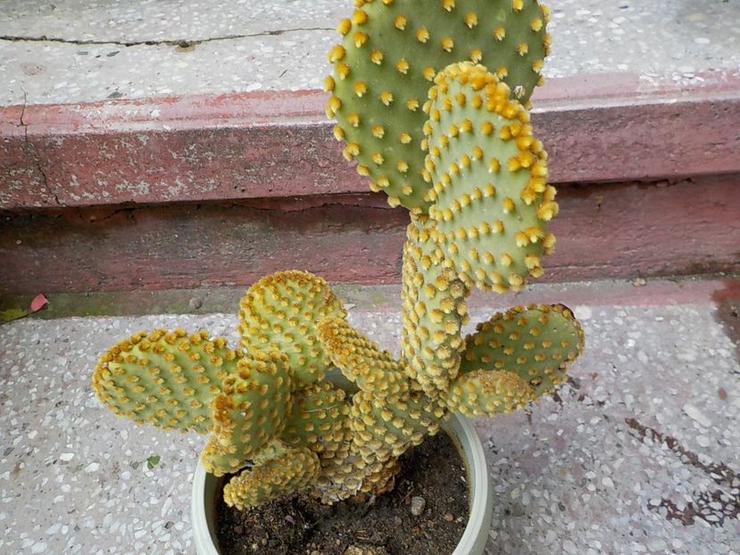  - opuntia microdasys