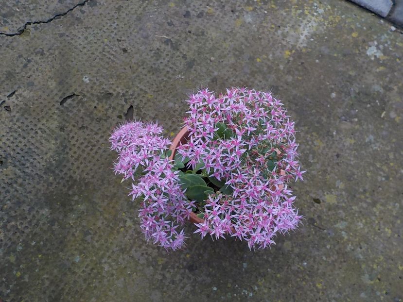  - sedum spectabiles brilliant