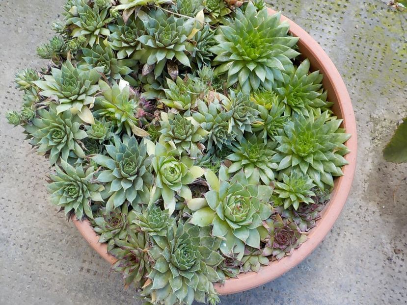  - Genul Sempervivum