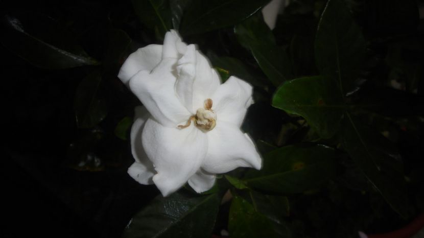 Gardenia,destul de rezervata,anul acesta. - 2022