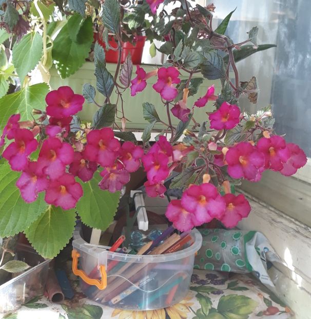  - 0001 2022 - Chancey Marie xA