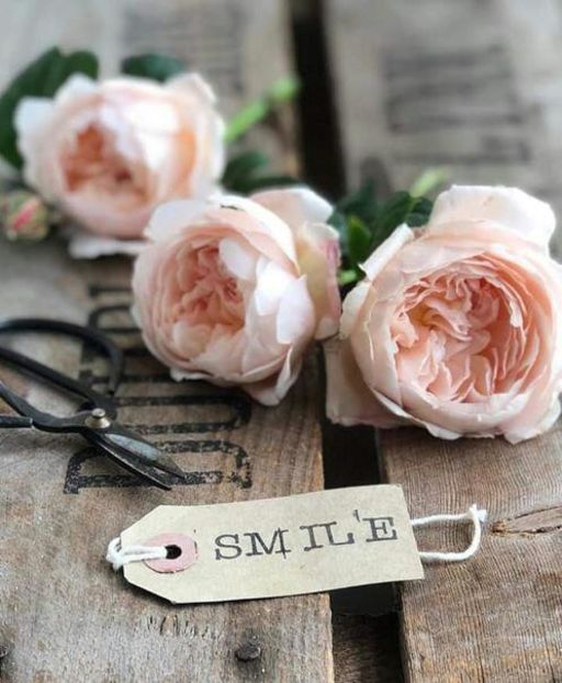 112412016_HLZJVJV-2 - photos