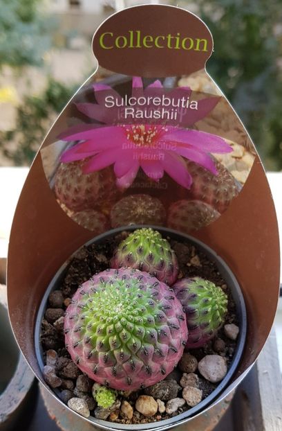  - Cactusi si suculente