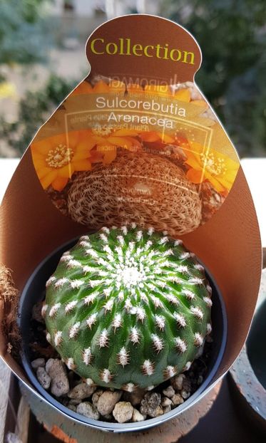  - Cactusi si suculente