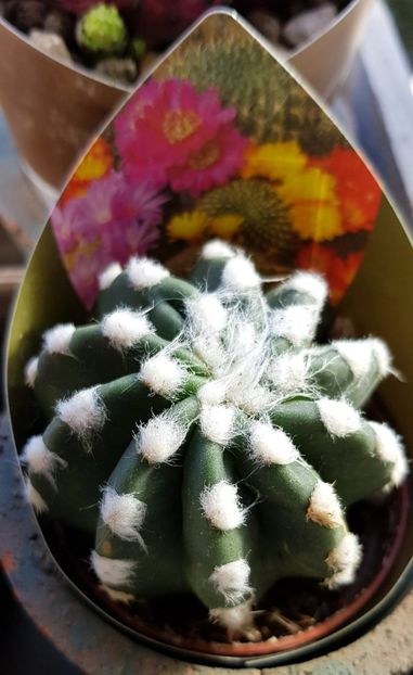  - Cactusi si suculente