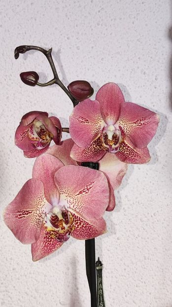 Leco Fantastic ( TARRAGON HEART) - Phalaenopsis 2