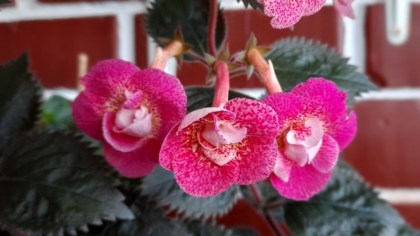  - RFs Roberto Rainbow Dream