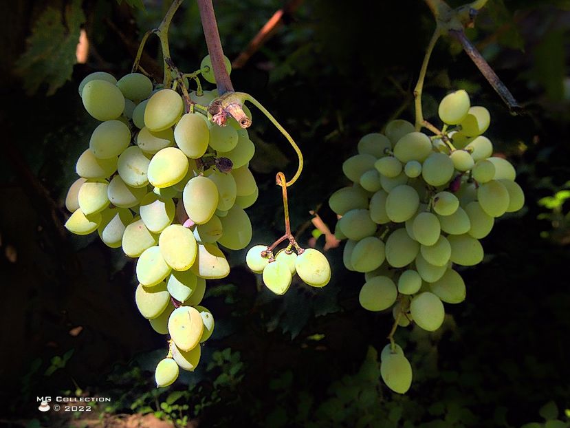 w-Struguri-Grapes 02 - FRUCTE-FRUITS
